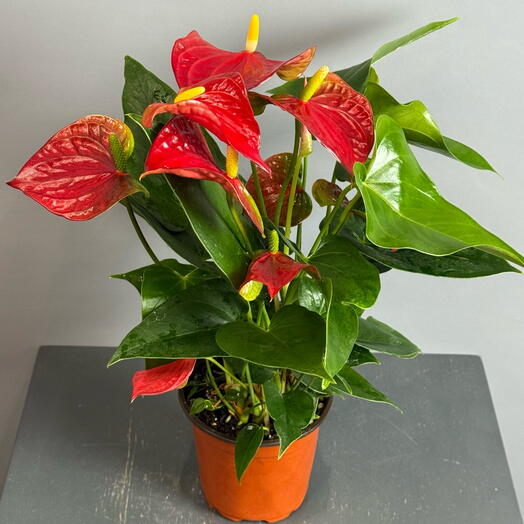 Антуриум красный в горшке диаметр 12, красивый пышный куст в полном цветении😍