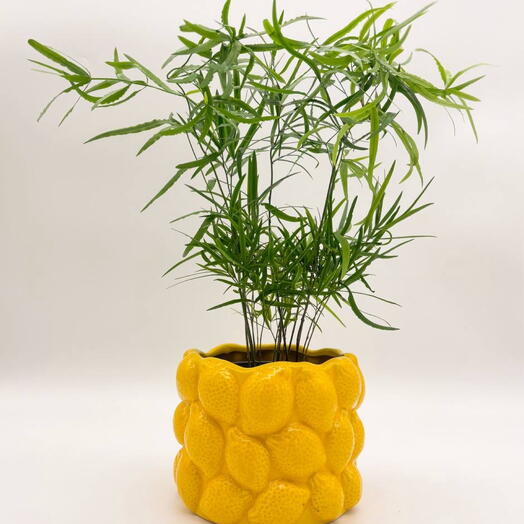 Аспарагус в кашпо Лимончик