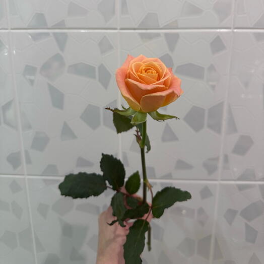 Мисс Пигги