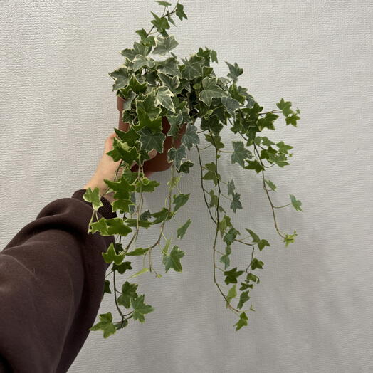 Хедера плющ пестролистый b12