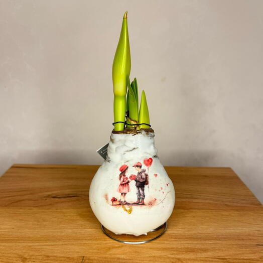 Луковица амариллиса на 14 февраля