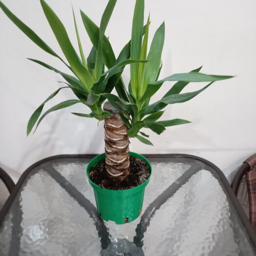 Пальма Юкка