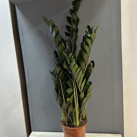 Шикарный большой чёрный Замиокулькас