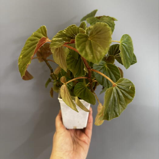 Бегония вечноцветущая Begonia semperflorens