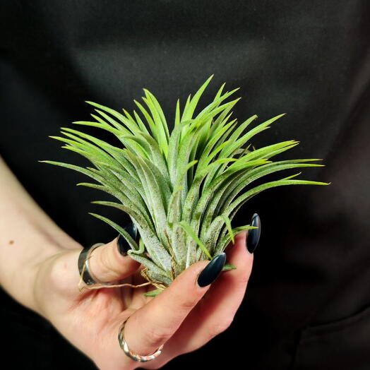 Тилландсия Ионанта Зеленая XL (Tillandsia Ionantha Green XL)