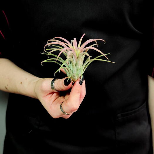 Тилландсия Ионанта Красная XL (Tillandsia Ionantha Red)