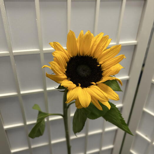 солнце🌻