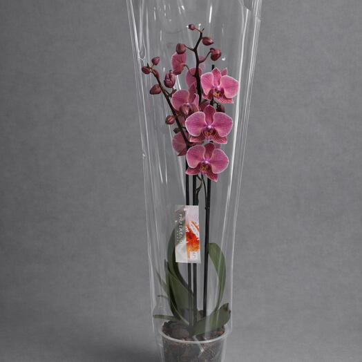 Орхидея purple