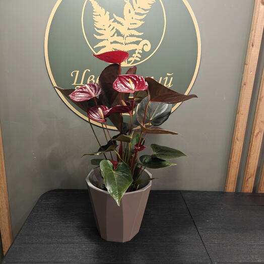 Антуриум бордовый в пластиковом кашпо пересаженно