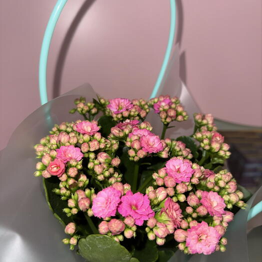 Каланхоэ розовый