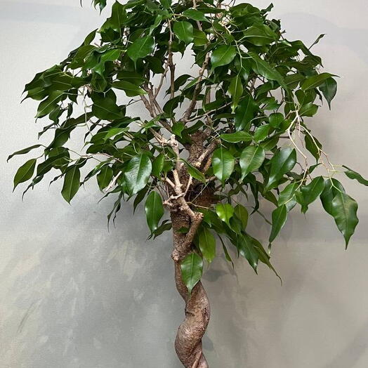 Фикус 🌿