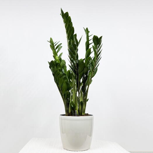 Замиокулькас в кремовом кашпо с АВТОПОЛИВОМ, высота 100-110 см