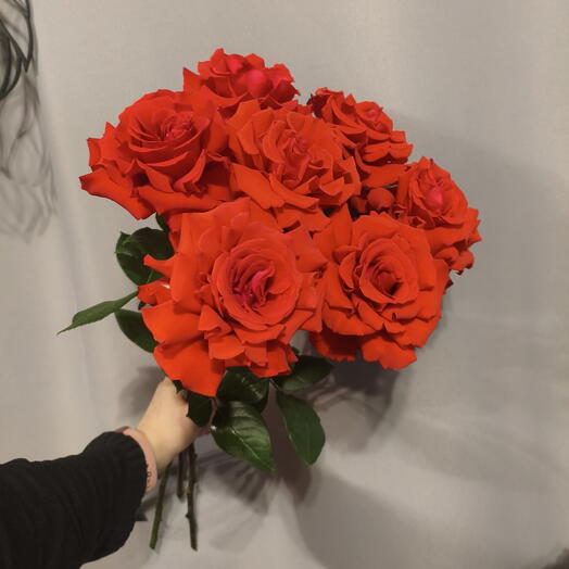 Французские розы 7шт коралловые сорта Нина