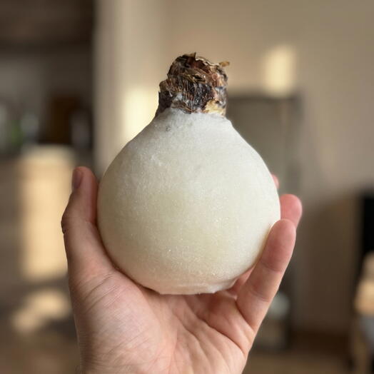 Луковица Амариллиса в воске «Зимний шелк»