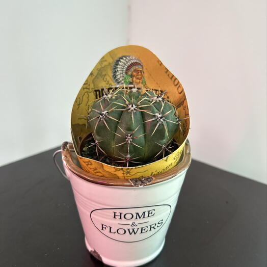 Маленький кактус 🌵