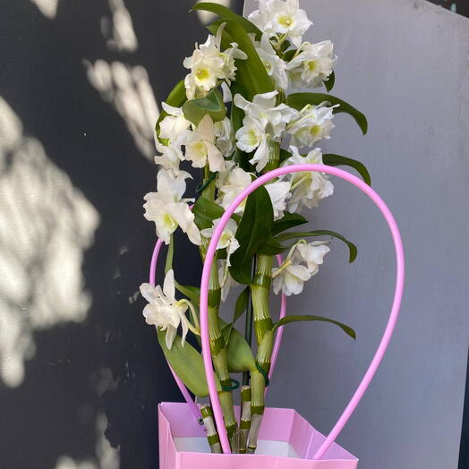 Дендробиум