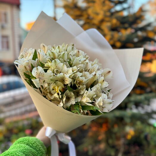 Альстромерия белая