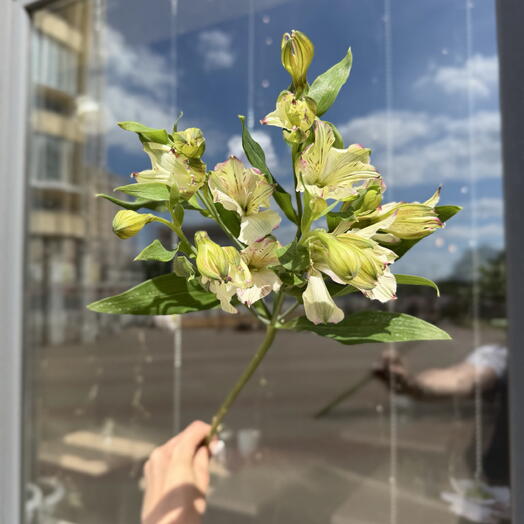 Альстромерия Шармелия (белая)