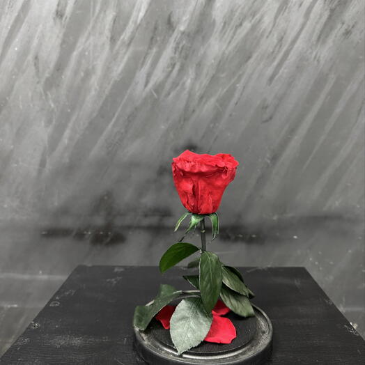 Живое чудо в колбе🌿