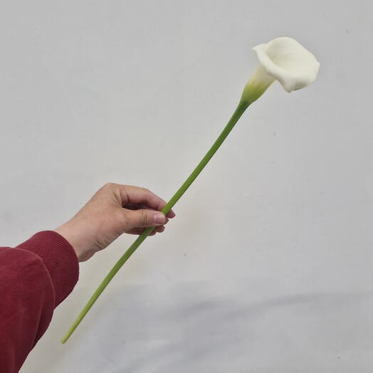 Каллы