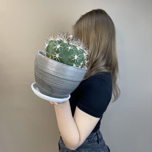 Кактус цветущий в керамическом кашпо 🌸