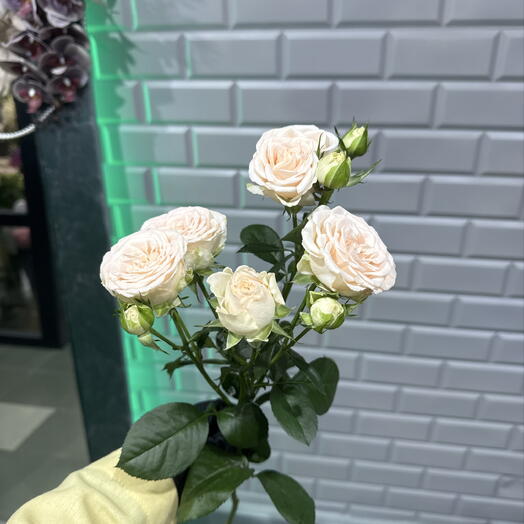 Роза кустовая