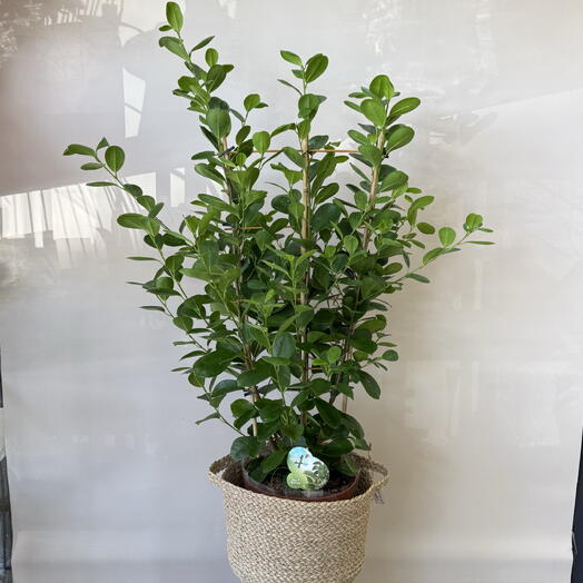 Фикус Мокламе (Ficus Moclame)