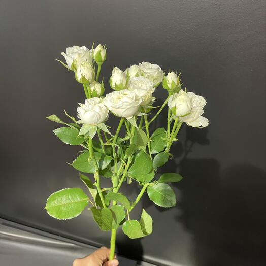 Роза кустовая