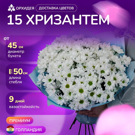 15 хризантем Бакарди белая
