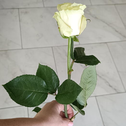 Роза Мондиаль