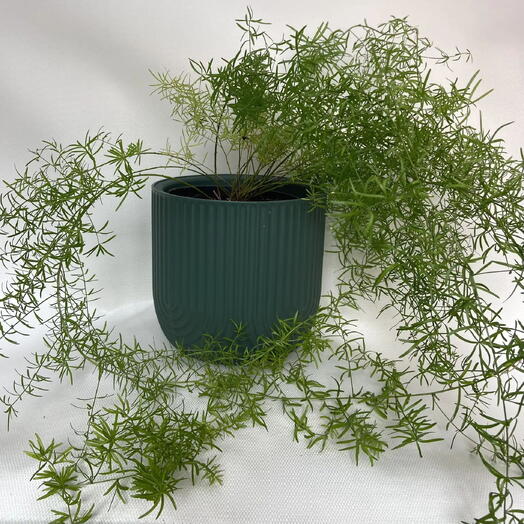 Аспарагус Шпренгера 70 см / Asparagus densiflorus Sprengeri