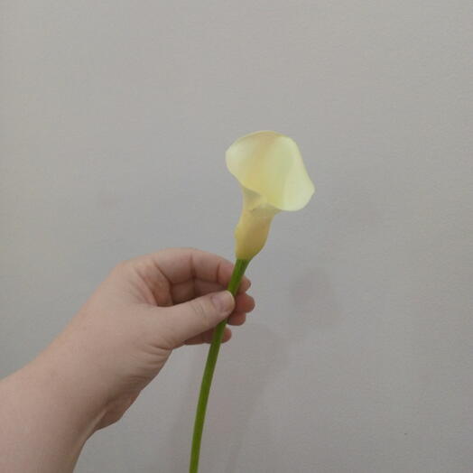 Каллы