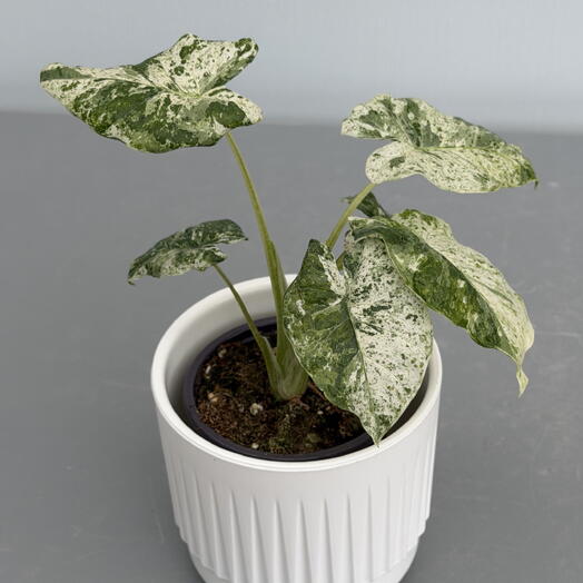 АЛОКАЗИЯ Одора Батик Вариегатная (Alocasia Odora Batik Variegata) (13/35)