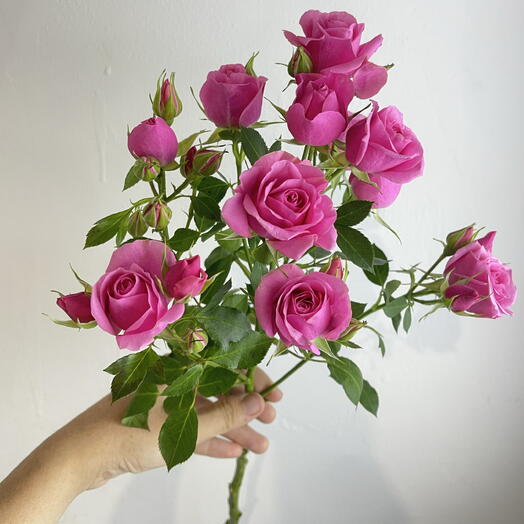 Роза кустовая 💕