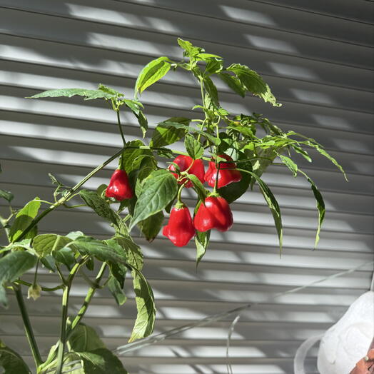 🌶️ Капсикум «Колокольчик» — декоративный перец