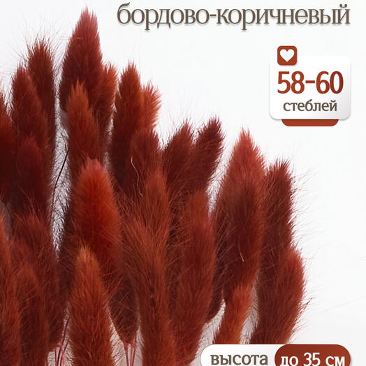 Лагурус бордово-коричневый 60 шт. Высший сорт. Высота 25-35 см М225