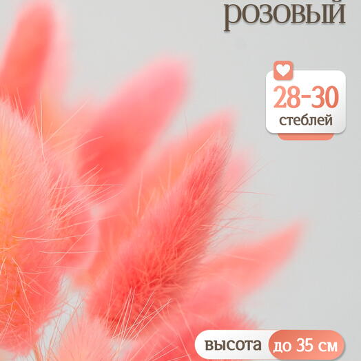 Лагурус розовый 30 шт. Высший сорт. Высота 25-35 см М639