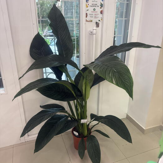 Спатифиллум Сенсейшн (Spathiphyllum  Sensation )