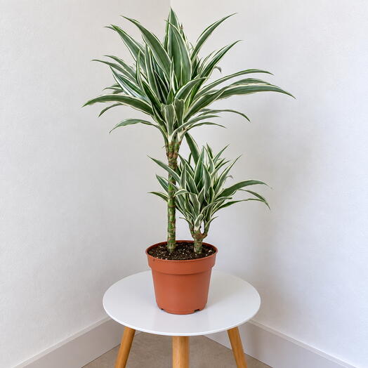 Dracaena fragrans ‘White Stripe  – Elegant Striped Foliage