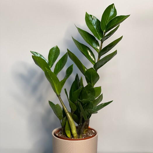 ЗАМИОКУЛЬКАС (ZAMIOCULCAS) «Долларовое дерево» 50см