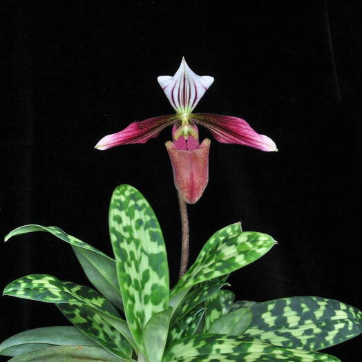 Орхидея Paphiopedilum Purpuratum hybrid d-9см