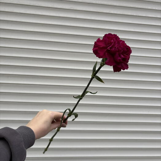 Диантус фиолетовый💜