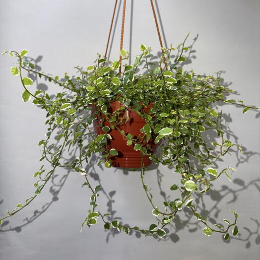 🌿 Фикус пумила Variegata