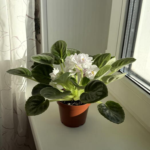 Сенполия (фиалка) мультиколор в терракотовом горшочке, сорт: Ален-Паперовi Квiти