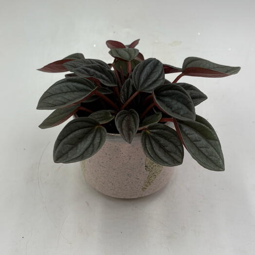 Переромия Россо (Peperomia Rosso) в керамическом кашпо