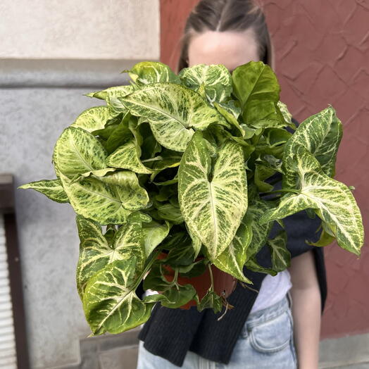 Сингониум в горшке