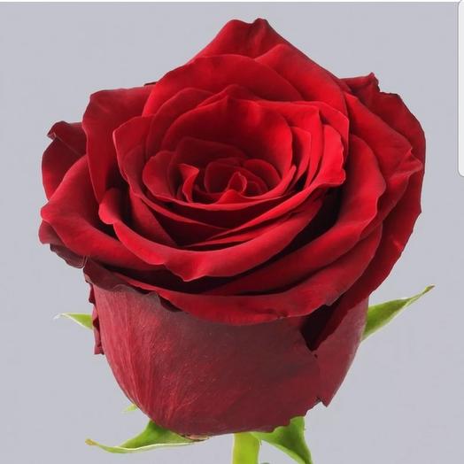 Роза красная Россия Ред Наоми