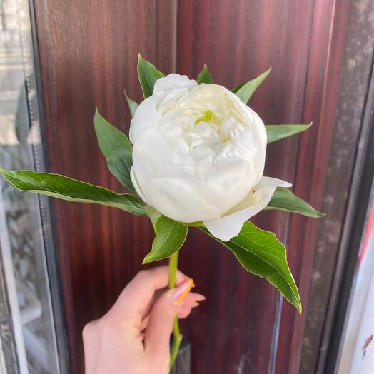 Peony»Duchess»