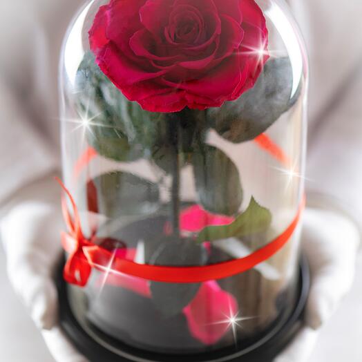 Rosa estabilizada en matraz Therosedome Premium hit 11 cm, fucsia