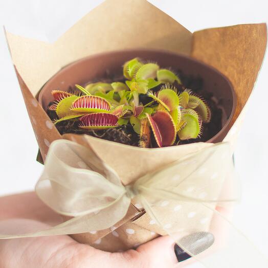 Венерина мухоловка в упаковці